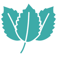 MINT FLAVOR